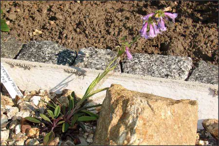 Penstemon procerus formosus.